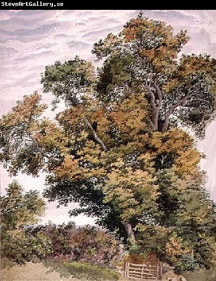 Thomas frederick collier Study of an Oak Tree